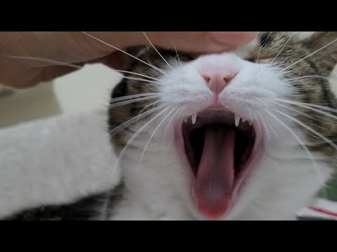 Misha cat and her human. so lovely kitty.