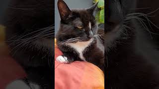 Müde bin ich geh zur Ruh schließe beide Äuglein zu / Katze Lina