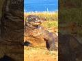 What S In A Dragon S Mouth Shorts Shortsvideo Shorts Komodo Shortsdragon