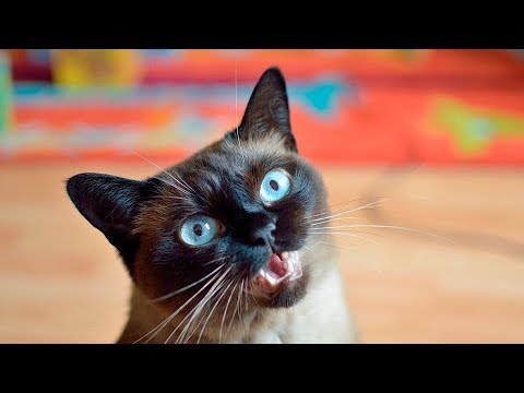 Female Cats in Heat Sounds HQ