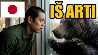Sutikau dideles meškas iš arčiau Šiaurės Japonijoje