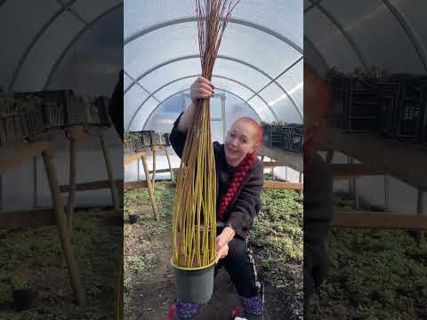 Как сплести дерево из лозы ивы