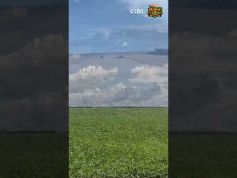 Fazenda à Venda em Curralinhos - Piauí #fazenda #agronegocio #shorts