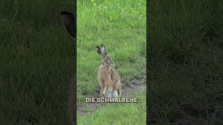 Schicksalsschlag und Jagdleidenschaft
