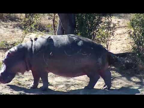 Djuma: Hippo going out to graze - 11:36 - 07/18/20