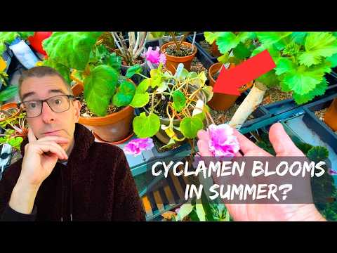 Can You REALLY Get Cyclamen to Bloom in Summer?