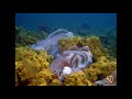 Under The Sea 3D UNDER THE SEA 3D
