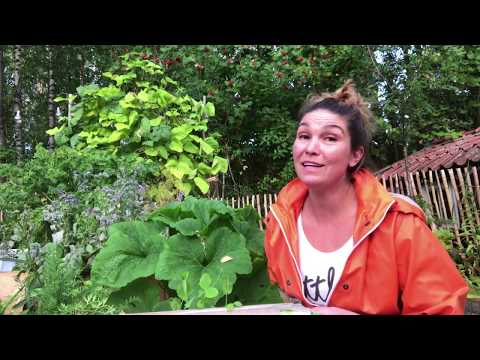 Höstsådd -6 saker jag sår i september för skörd senare i höst