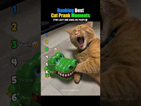 Ranking Best Cat Prank Moments😂