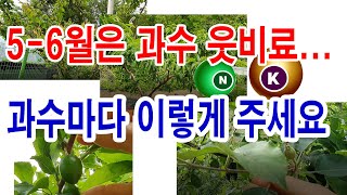 5-6월은 과일나무 웃비료 주는 시기, 각 과수별 주는 웃비료와 웃비료 주는 양, 그리고 유의점 소개(과수시…