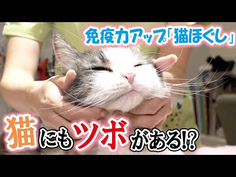 猫をマッサージする方法