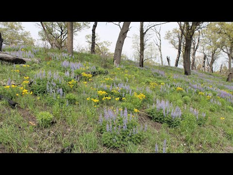Fabid Flowers and the Railway Blues
