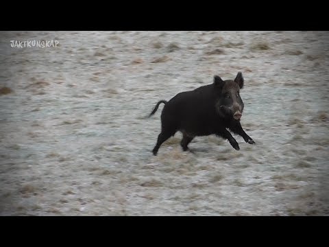 Drevjakt på vildsvin | Jaktkunskap del 8