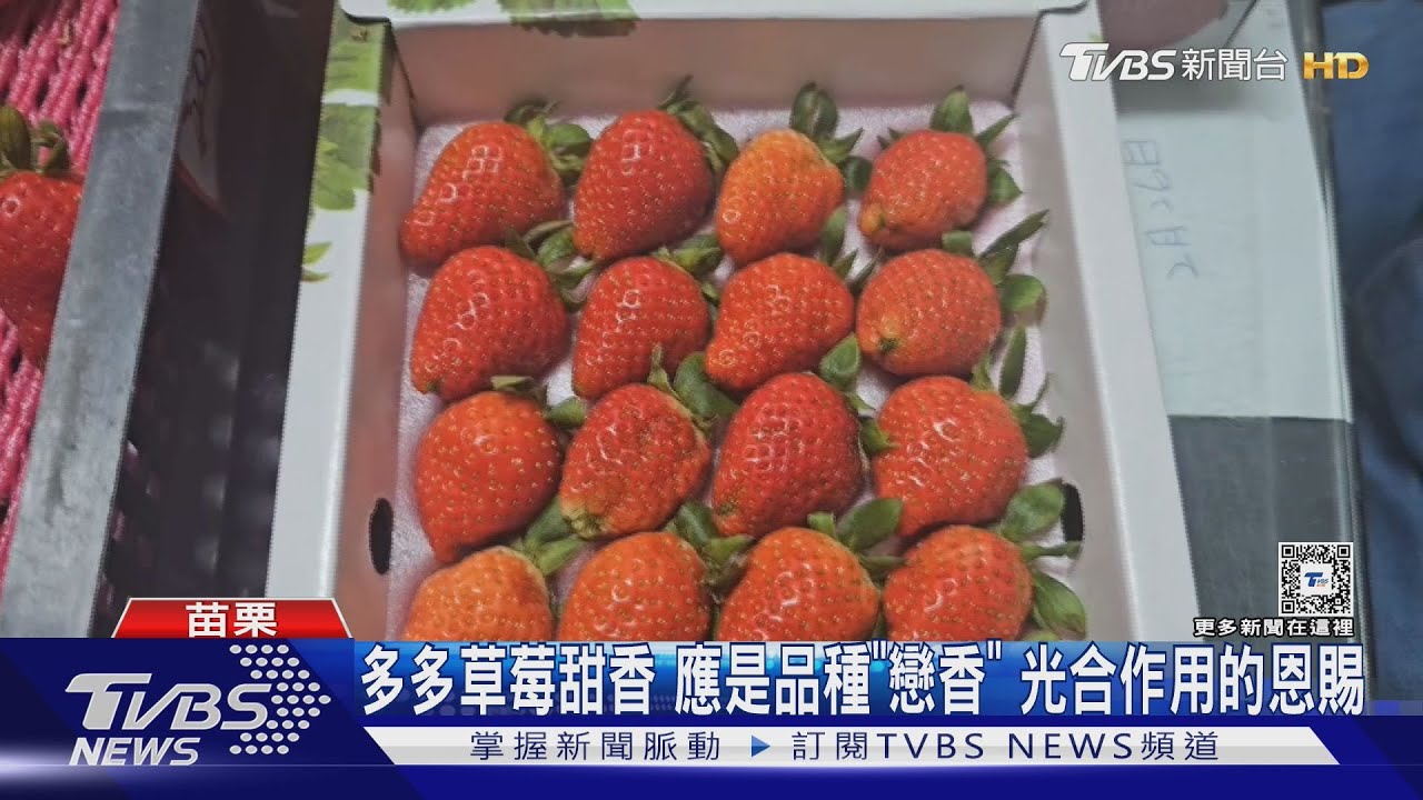 多多草莓甜香 應是品種「戀香」光合作用的恩賜