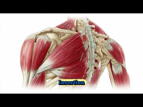 Shoulder Anatomy for Clinical Practice | Medical Student & Clinicians Review