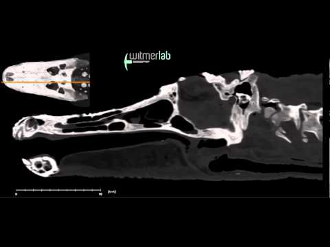 Alligator head and skull - sagittal CT scan slices