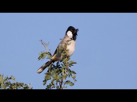 Bulbul bielouchý (Pycnonotus leucotis) — video o speve a chove