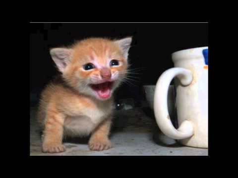 Cash B. - Arcade (First Song) 183 bpm DnB