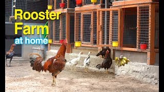 Rooster farm at home