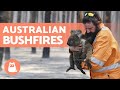 Animals Caught In The AUSTRALIAN BUSHFIRES Stats And How To Help