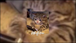 Download lagu Sampai kapan mau nunggu? (Slowed   Reverb) mp3