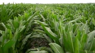 TX Puller in 309.MOV