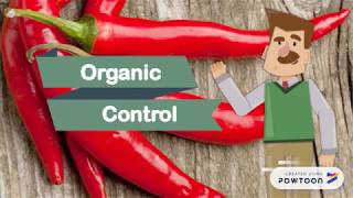 Chili Fertigation Systems and Organic Control