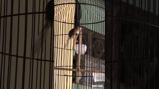 Download lagu CIGUN NGERIWIK || FULL BREND!! PANCINGAN CIGUN PAUD || mp3