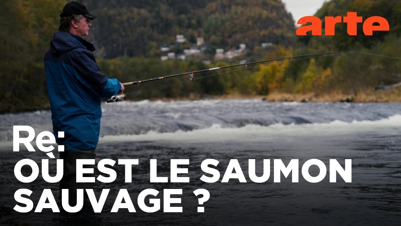 La crise du saumon en Norvège | ARTE Regards