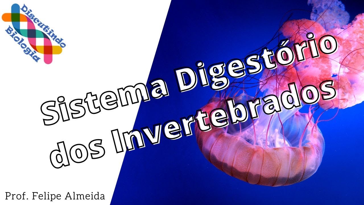 Aula de Sistema Digestório dos INVERTEBRADOS - Prof. Felipe