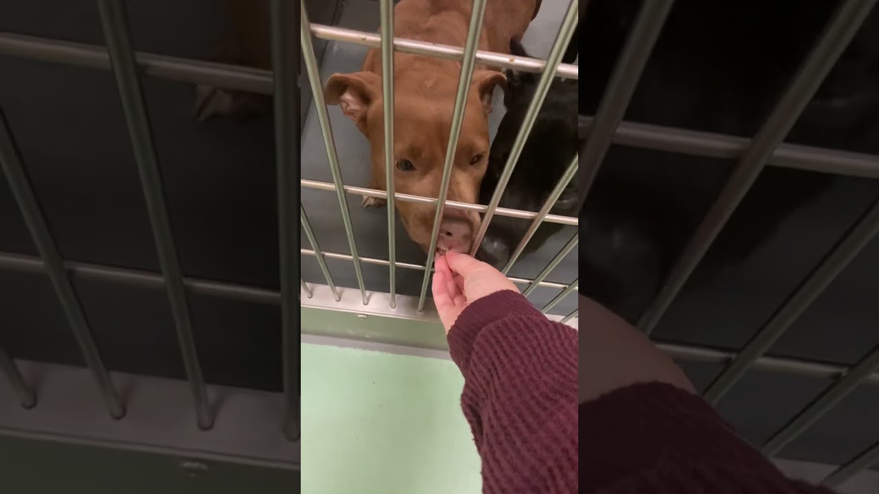Enlarge Atlas, a Adoptable Mixed Breed in Memphis, TN video 4/4
