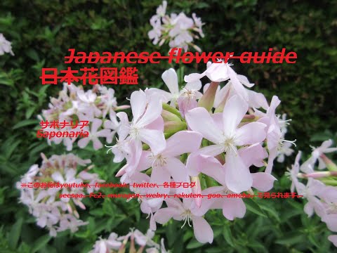 本物のサボンソウ 植物