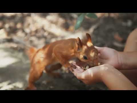 How to Feed Squirrels  Tips & Tricks!