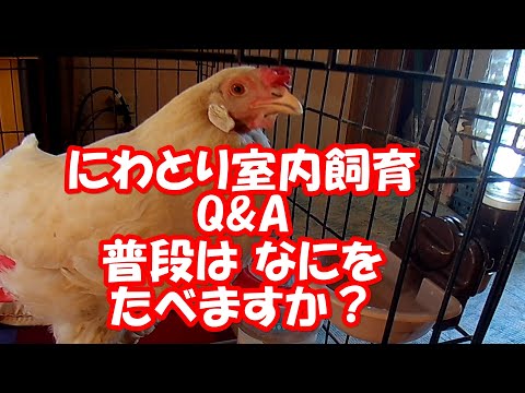 , title : 'にわとり室内飼育 Q&A 普段は何をたべますか？ What do chickens eat? 【鶏 オムツ 鳥 おむつ ペット ニワトリ】'