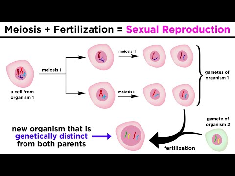 Meiosis, Gametes, and the Human Life Cycle