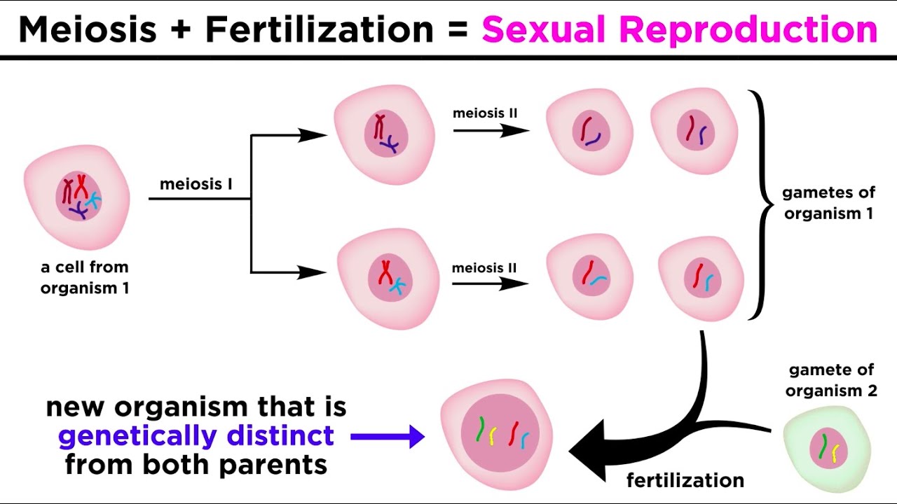 Meiosis, Gametes, and the Human Life Cycle