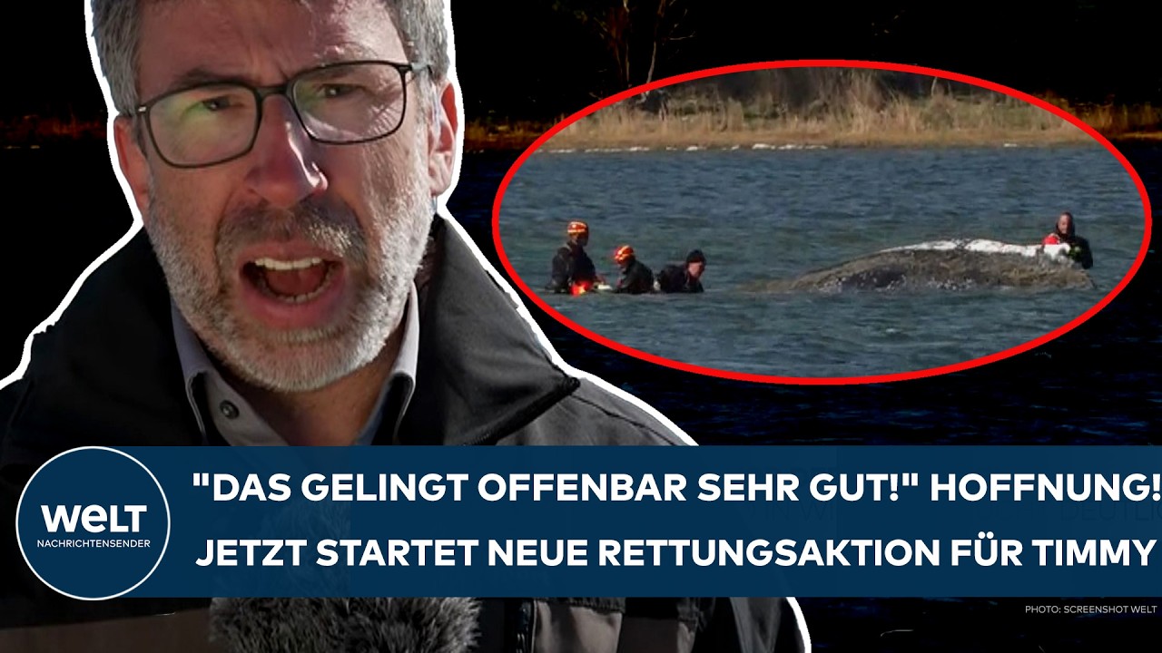 INSEL POEL: Wal-Drama um Timmy! "Die ganze Rettungsaktion nimmt nochmal so ein bisschen Dynamik auf"