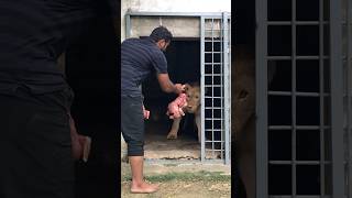 Download lagu Lion food time lions hungry he eats #remix #song #music #newmusic #yavin #solremix #zboys mp3 Download lagu Lion food time lions hungry he eats #remix #song #music #newmusic #yavin #solremix #zboys mp3