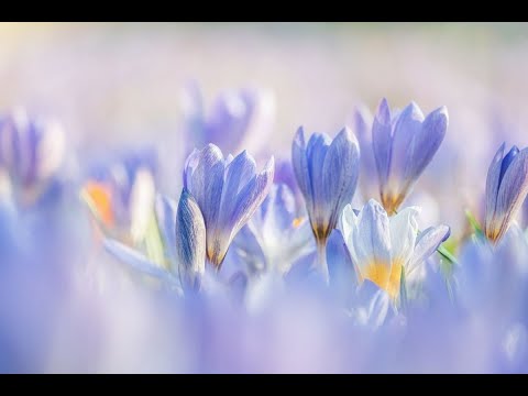 Ormoni bioidentici nella donna: fakes e verità