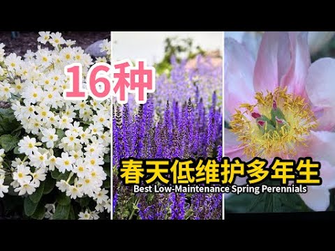 推荐16种低维护多年生花卉 亲测无保留 16 Best Low-Maintenance Perennials for Spring to Early Summer!