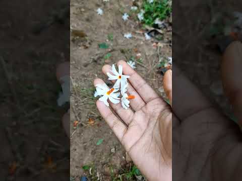 Shiuli Flower / Natural beauty/ Beautiful Nature