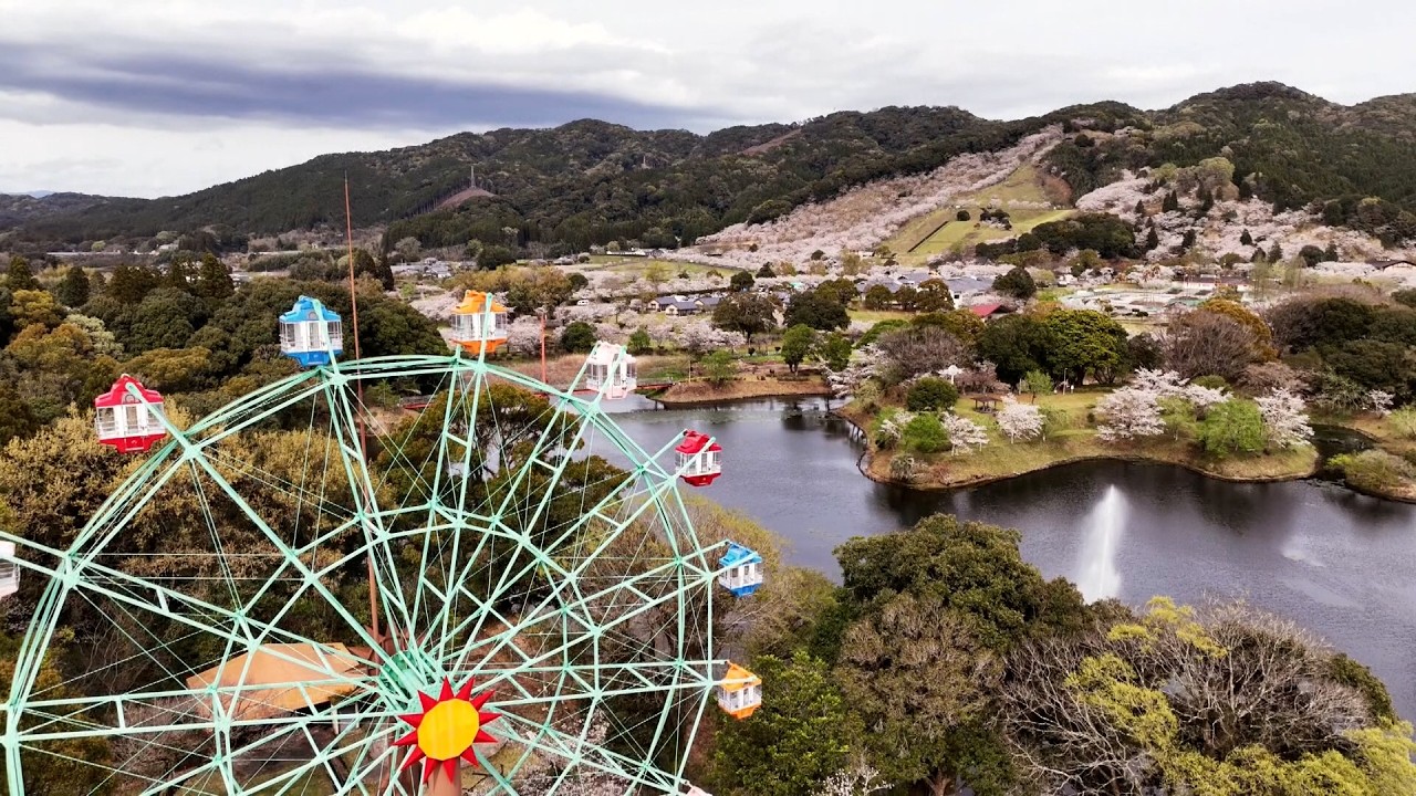 約63haの広大な敷地に5000本の桜が満開　都城市高城町・観音池公園