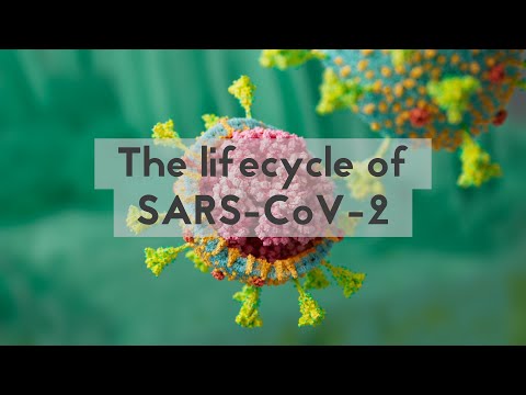 The lifecycle of SARS-CoV-2