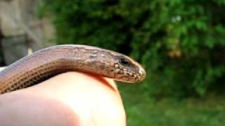 preview picture of video 'Anguis fragilis - slow worm, kuszma'