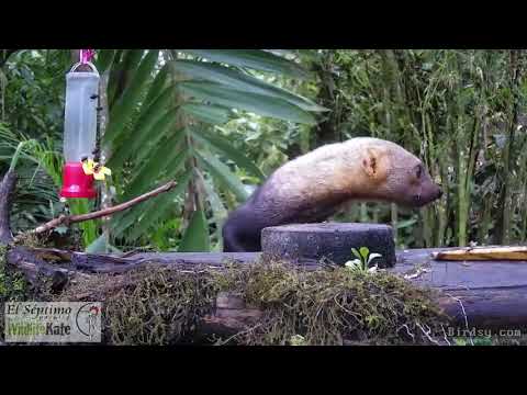 Tayra, Ecuador