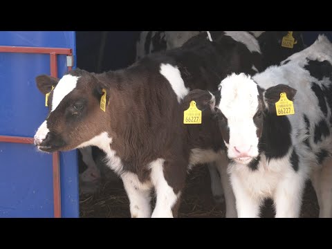 На Гомельшчыне абмеркавалі сітуацыю ў жывёлагадоўлі видео