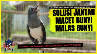 Download lagu Suara Kacer Betina Gacor Memancing Kacer Jantan | Bikin Jantan Terpancing Emosi Birahinya mp3
