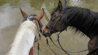 Chris LeDoux - Bareback Jack