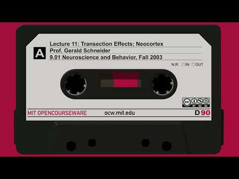 Lecture 11: Transection Effects; Neocortex