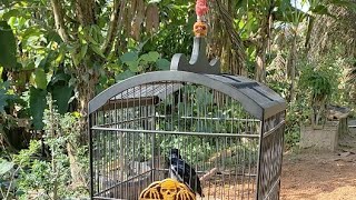 Download lagu FENOMENA KACER GRIBIK DAN GOYANG EKOR mp3